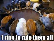 Cat Memes
